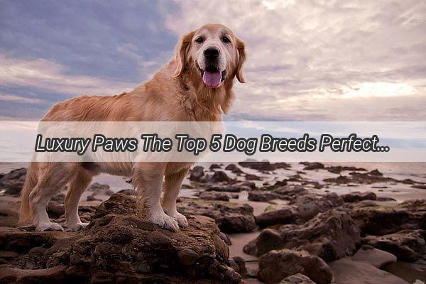 Luxury Paws The Top 5 Dog Breeds Perfect for the Wealthy and Trendy